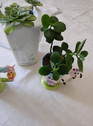 gulle: 3 ədəd otaq bitkiləri: pul ağacı (krasula), daş gülü (echeveria) və — 10