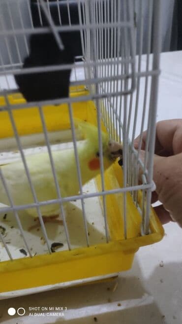 хаски цена в баку: Satılır.3 aylıq tutuquşu — 2