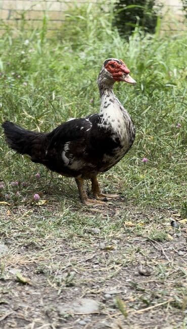 yarasa yuvası qiymeti: Muscovy ördəyi (indoutka) – qarışıq qara-ağ lələklər, qırmızı karnizli — 2