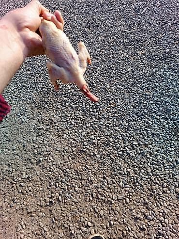 Məhsul: Təmizlənmiş bildirçin (daşlanmış, tükləri tam yığılmış)