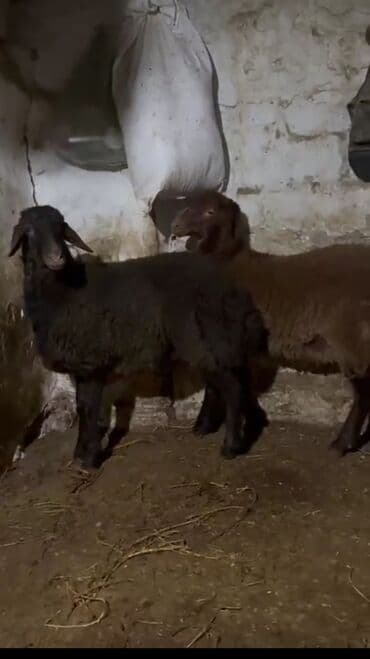 Gəmiricilər: 2 baş erkek qoyun qala cinsi 8 ayliqdilar REAL ALİCİLARA ENDİRİM — 3