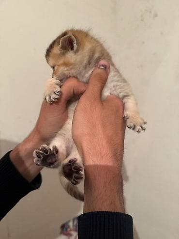 Məhsul: Balaca pişik balaları Xüsusiyyətlər: - Cins: ev pişiyi — 7