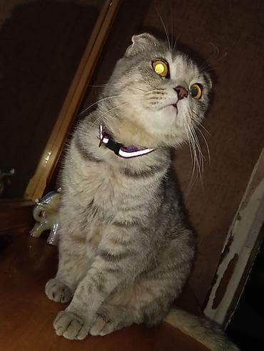 ev heyvanlarının satışı: Şotland, Dişi — 3