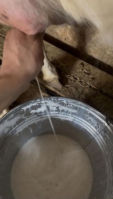 su şlanqı: Təzə sağılmış keçi südü öz heyvanlarımın südüdür çox olmur gundəlik — 2