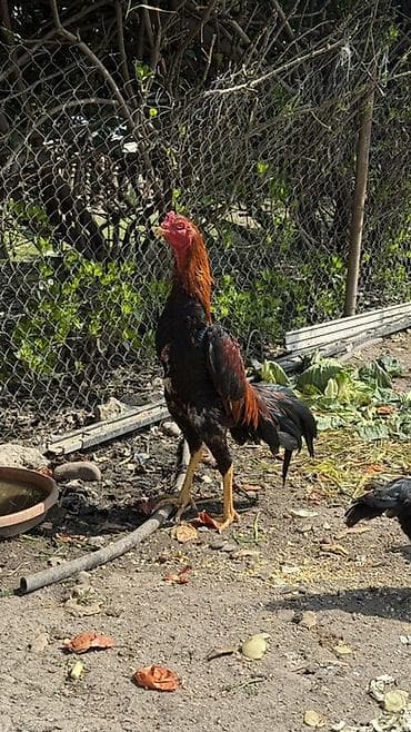 cins inəy: Cins xoruz – uzunboylu, güclü bədən quruluşu, hündür ayaqlar və açıq — 1