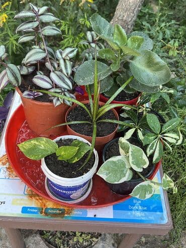 сколько стоит пальма в горшке: Butun guleri endirimnen satiram ancag xanimlara satiw olur — 19