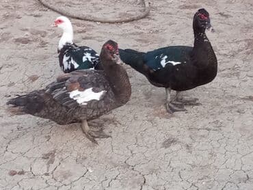 ördək balası satışı: Musk ördəkləri – rəngli (qara-ağ) lələklər, iri bədən quruluşu, sakit — 10