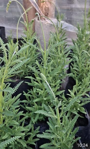 Саженцы деревьев: Lavanda fidanları – ətirli, dekorativ və məhsuldar,3 fəsil bol çiçək — 3