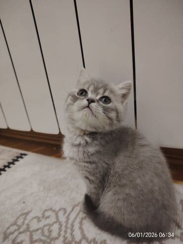 fold: Şotland, Dişi — 3