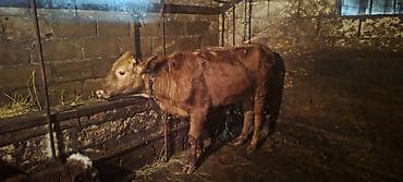 1600 azn erkəy dana