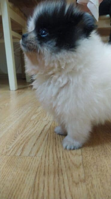 berde mal bazari 2020: Şpitz, 8 ay, Peyvəndli — 2