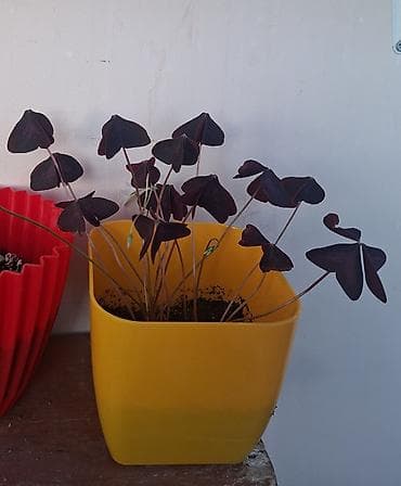 ev gulleri adlari: Otaq bitkiləri kolleksiyası – müxtəlif növlər - Oxalis triangularis — 1