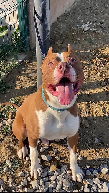 ucuz ev itleri: Pitbul, 1 il, Erkek, Peyvəndli — 3