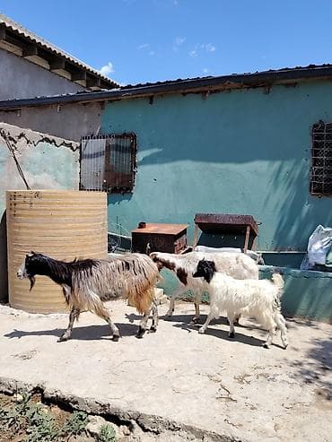 avçarka bala: Dişi, Zanen, il: 1, 60 kq, Damazlıq, Pulsuz çatdırılma — 3