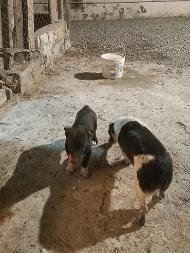 chappi it yemi: Zvanok satilir anadan gelme quyruqsuzdu.vacapla elaqeBalaca it balası — 10
