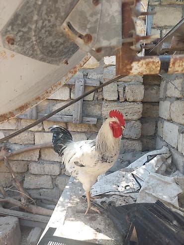 Xüsusi rəng çaları olan xoruz - Cinsəoxşar görünüş: ağ-qara ləkəli — 6