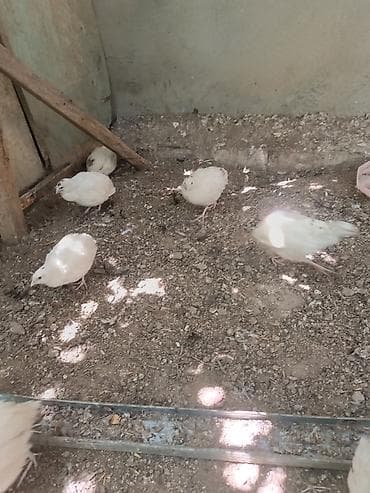 bildircin qiyməti: Yumurtaya hazir bildircinler satilir. Icinde bezileri artiq yumurta — 4