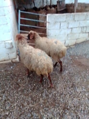 Gəmiricilər: Qiymət cütünə ayıdır real alıcıya endirim olacaq boğaz heyvan di — 1