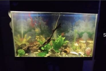 Akvaryum komplekti Uzun 80sm En 30 sm Hündür 55sm - Şüşə akvaryum