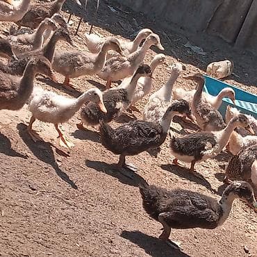 en gozel itler: Satılır: 🐥 ördək balaları 🐥 1 aylıq sağlam və aktiv ördək balaları — 1