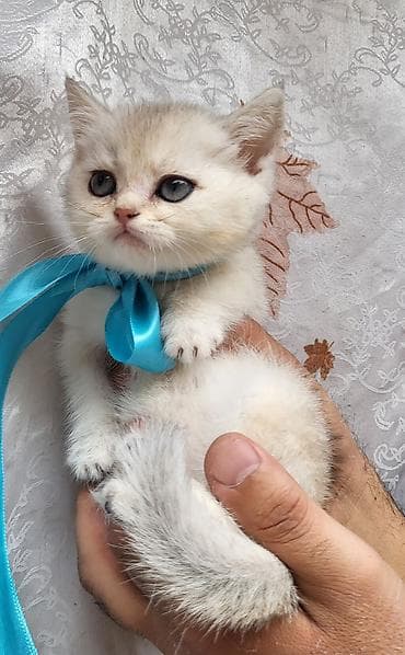 heyvan esyalari: Britan — 7