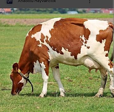 Ev personalı və təmizlik: Sumqayit saray bagina İnekler ve danalara baxmaq ucun aile teleb — 1