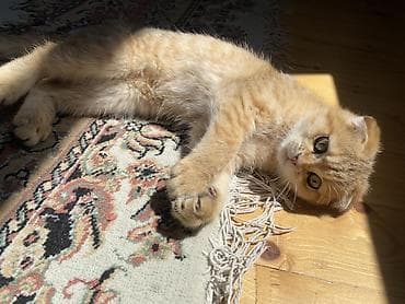 Qızıl şinşilla, Dişi