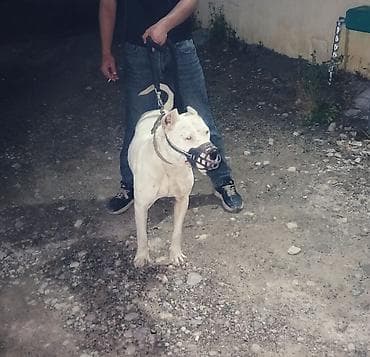 satiliq itler: 2 il, Erkek, Peyvəndli — 4