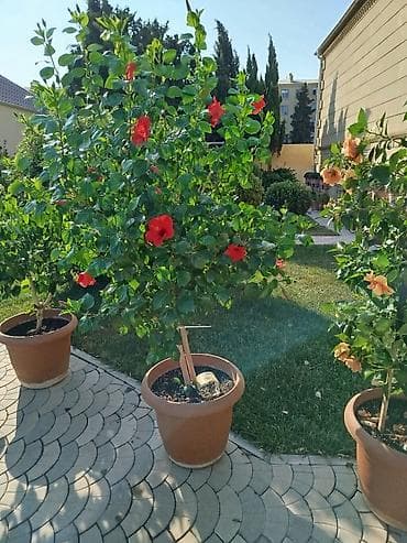 kusəyən gul: Saxsıda hibiskus (Çin gülü) dekorativ bitkisi. Bitki iri ölçülüdür və — 2