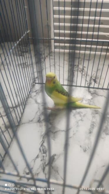 Qaşıqlar: Məhsul: Dalmatian və klassik rəngli dalğalı tutuquşular (3 ədəd) və — 1