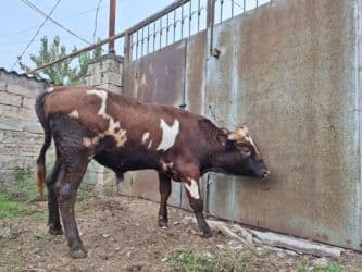 Gəmiricilər: Təmiz Cins Dana Erkək, damazlıq potensiallı təmiz cins dana. Rəngi — 6