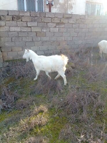 ZİL: Cütü 630 manata keçiler satılır istəyən olsa yazsın video sun atım — 6