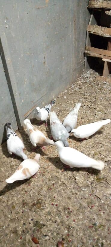 danisan qus: Güvercinlər – müxtəlif rəng və naxışlarda ev quşları - Növ: ev — 3