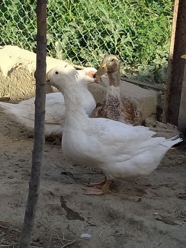 ördək balası satışı: Qışqıran ördəklərdir✅️ Kəkilli var✅️ Bəzəkli var✅️ Sadəsi var✅️ Qara — 9