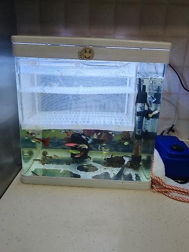 akvarium baliqlari haqqinda melumat: Akvaryum dəsti – LED işıqlı, içində 20 den çox quppy balıq və danio — 4