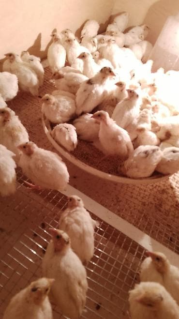 mayali yumurta satisi: Salam bular 20 gunlukiken çekilib artıq 47 gunlukduler texas bildircin — 1