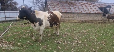 Quzu: Mal-qara – inək - Cins: Alaca (qara-ağ-qəhvəyi rəngli). - Yaş: orta — 2