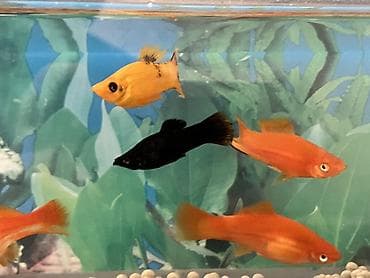 satiliq inekler: Sülhsevər, Ünvandan götürmə — 5