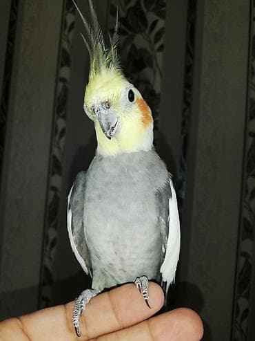 Digər heyvanlar: Ərkək Korella papuqayı – ələ öyrəşmiş, sakit və mehriban ev quşu — 2