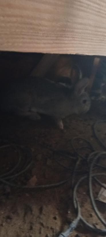 ev dovşanları: Boz rəngli ev dovşanı dişidi - Növ: ev dovşanı (qısa tüklü — 5