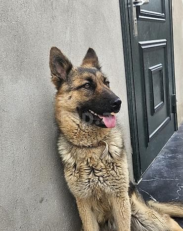 Alman çoban iti, 1 il, Dişi, Ünvandan götürmə, Ödənişli çatdırılma