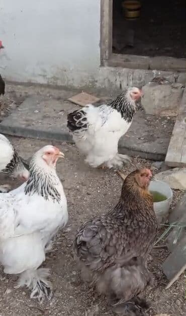 itlərə verilən adlar: Brahma cinsi toyuqlar - İri gövdəli, tüklü ayaqlı, sakit xasiyyətli — 1