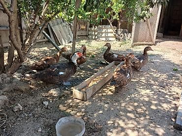 cex quslar: Muscovy (hinduşka ördəyi) ördəkləri satılır. - Rəng: əsasən qəhvəyi — 3