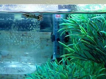 Tata: Quppi, Sülhsevər, Ünvandan götürmə — 6