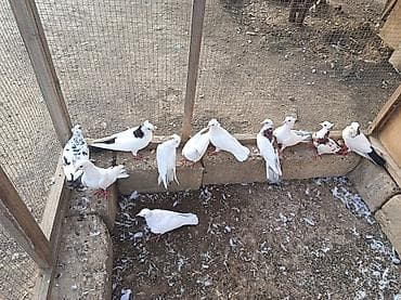 ev heyvanı satışı: 12 eded quşlar tergizmedi işle elaqedar satıram coxsu ucurdulası — 2