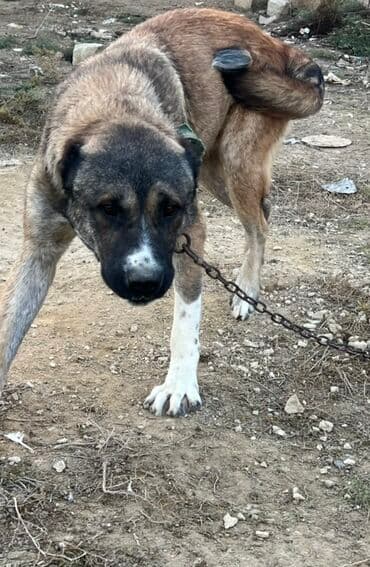 həyət itləri: 8 ay, Erkek, Peyvəndli — 4