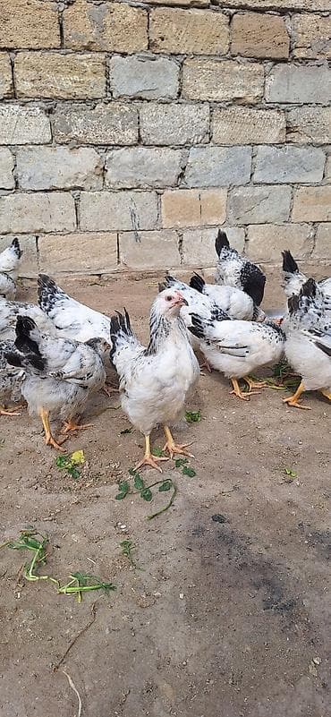 kend toyugu: Məhsul: Yerli toyuqlar (yumurta-ət tipi) Təsvir: - Ağ əsas rəngli — 7