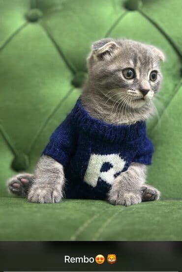 где продаются кошки: Шотладская вислоухая, В добрые руки — 1