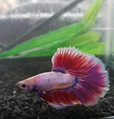 donuz: Betta (Petuşok balığı), Sülhsevər, Ünvandan götürmə — 1