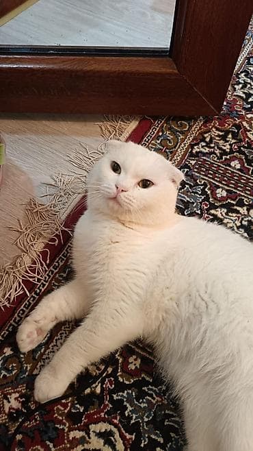 qulaq şamı: Britan yastı qulaq — 7